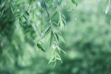 清凉度夏寻“百货”