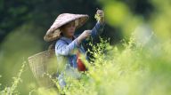 湖南张家界：“长寿藤茶”秋茶采摘忙