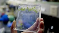 在太空种粮种菜开花结果 我国首次在天宫二号完成植物生长全过程实验