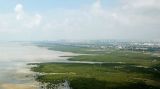 “海上森林”筑牢北部湾生态屏障