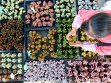山东即墨：“农旅多肉”助力生态农业发展