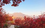 祝尔娟：深入学习贯彻习近平总书记视察北京重要讲话精神 积极推动京津冀协同发展国家战略