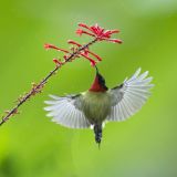 蜂鸟戏花