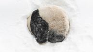 雪地里撒欢的新花样