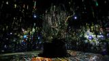 日本东京：寒冬时节赏“繁花”