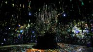 日本东京：寒冬时节赏“繁花”