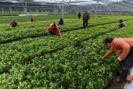 福建建瓯推广种植珍贵树种提升森林质量