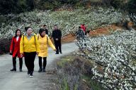 福建连城：李花绽放迎客来