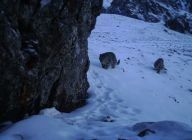 新疆：天山冬季雪豹调查取得阶段性成果