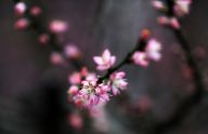 桃花朵朵开
