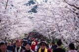 樱花烂漫引客来