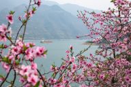 三峡春日桃花红