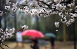 山东：春雨润花