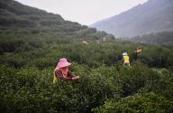 江苏洞庭山：碧螺春茶迎来采摘期