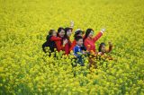 油菜花开迎客来