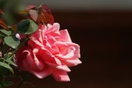 北京：陶然亭公园月季花开美艳醉人