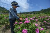 美丽乡村“众筹”玫瑰园 开出美丽“致富花”