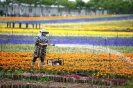 乡村花海引游人