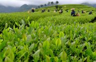 茗香亚洲 茶韵绵长