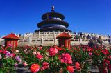 北京：天坛公园万株月季盛放迎宾 游人如织