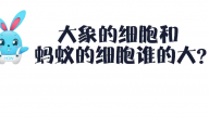 《好兔为什么》26：大象和蚂蚁的细胞谁的大？