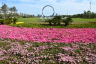 山东荣成：花开樱花湖