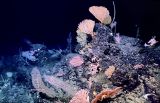 “科学”号在马里亚纳海沟发现多处罕见“海底花园”
