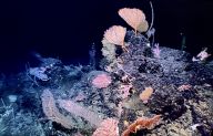 “科学”号在马里亚纳海沟发现多处罕见“海底花园”