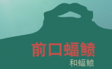 野生救援科普动画03-保护蝠鲼