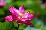 北海公园夏日荷花竞艳惹人醉