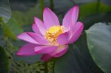 奇观！北京圆明园“一觉睡百年”古莲“复活”开花