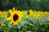 北京：奥森公园荷花与葵花竞放扮靓夏日园景