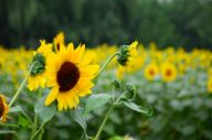 北京：奥森公园荷花与葵花竞放扮靓夏日园景