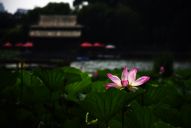 济南大明湖荷花美