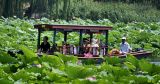 盛夏到圆明园赏荷