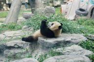 大熊猫“躺吃”憨态可掬