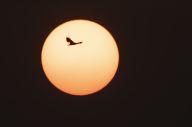 海雕与夕阳