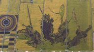 稻田作画绘出丰收颜色