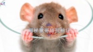 揭秘鼠害防控秘诀