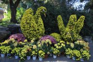 北京：2019北海公园菊花展