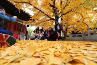 北京红螺寺：千年银杏树金黄叶子醉游人