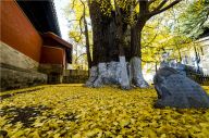 北京大觉寺色彩斑斓秋意浓