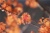 玉渊潭公园