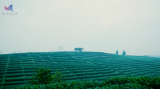 《科普中国》——走进茶树生物学与资源利用国家重点实验室