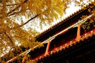 北京故宫的深秋