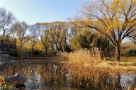 北京紫竹院公园初冬景色美如画
