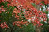 江苏南京：中山植物园“枫”景迷人