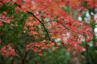 江苏南京：中山植物园“枫”景迷人