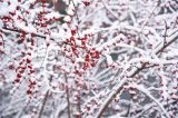下雪啦！在白雪覆盖下的“迷你冰糖葫芦”。