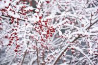 下雪啦！在白雪覆盖下的“迷你冰糖葫芦”。